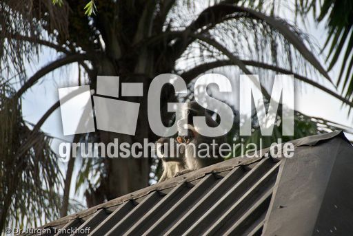 Grüne Meerkatzen (61 von 67).jpg